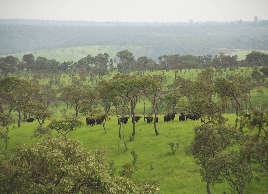 The Ruvubu National Park, Burundi: Sebuah Taman Nasional yang Menawarkan Keindahan Sungai dan Keanekaragaman Hayati