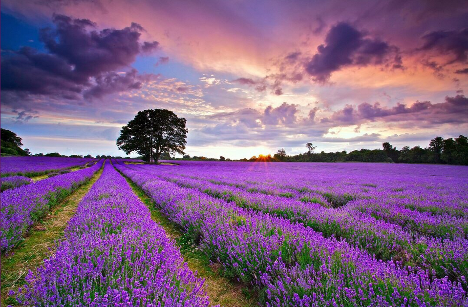 Desa-desa Lavender di Valensole: Wisata yang Memukau Mata dan Hati